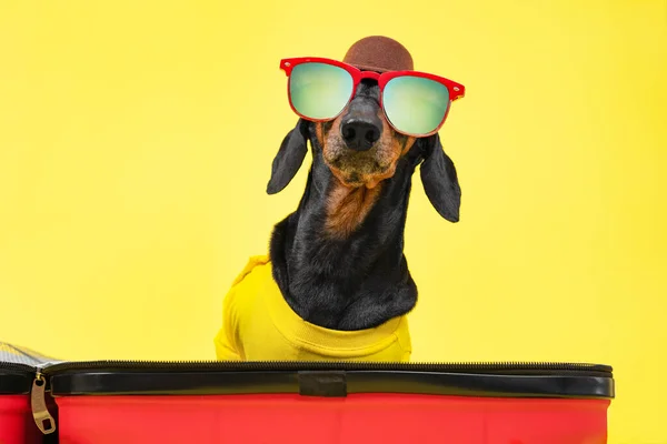 Rolig tax hund i sommar t-shirt, solglasögon, hatt samlar saker för semester på resa, sitta i öppen resväska på en gul bakgrund. Resekoncept med husdjur. Öppna gränser mellan länder — Stockfoto