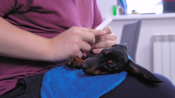 Young man holds cute dachshund puppy, making its nails shape with file. Adorable dog calmly lying down on the belly of its owner, taking hygiene procedure. Accustoming to grooming procedures — Stock Video