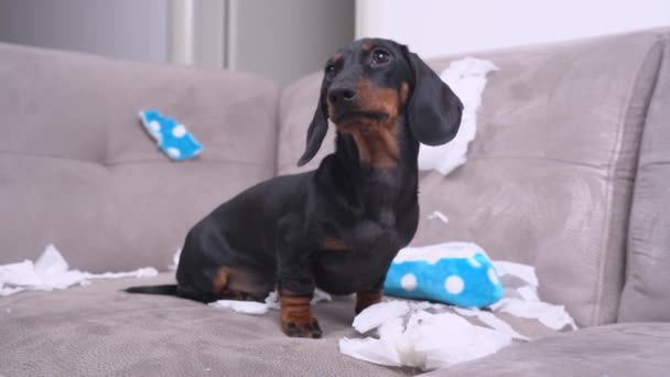 Mess dachshund puppy was left at home alone and started making a mess. Pet tore up furniture and chews home slipper of owner. Baby dog is sitting in the middle of chaos, gnawed clothes — Stock Video