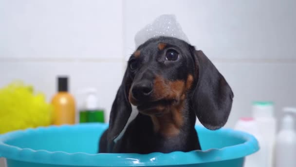Zblízka portrét roztomilý špinavý jezevčík štěně je umístěn v plastovém umyvadle se vykoupat, a dítě pes sedí poslušně čeká na zákrok, s víčkem mýdlové bubliny — Stock video
