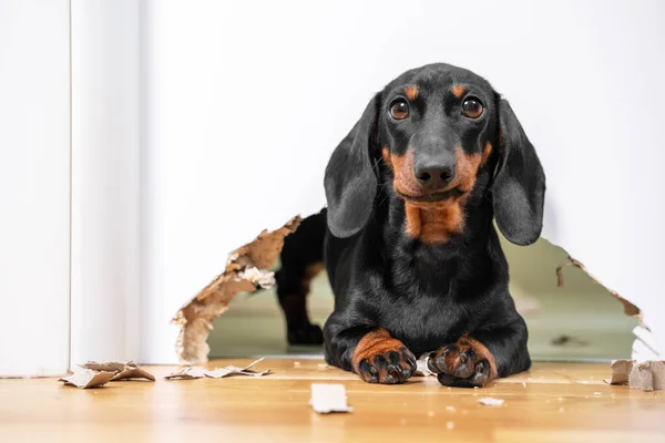 Dağınık ve yaramaz dachshund köpeği tek başına bir odaya kilitlendi ve dışarı çıkmak için kapıdaki deliği çiğnedi. Kötü davranan evcil hayvanlar mobilyaları bozar ve daireyi dağıtır.