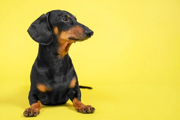 Porträtt av en bedårande tax dog, svart och solbränd, ligger på en trendig färgglad gul bakgrund. Kopiera utrymme, plats för din text — Stockfoto