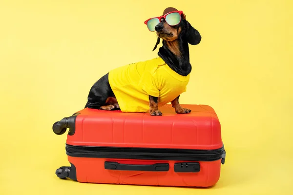 Cão dachshund engraçado na camiseta de verão, óculos de sol, chapéu reúne coisas para férias na viagem, sente-se na mala em um fundo amarelo. Conceito de viagem com animal de estimação. Abertura das fronteiras entre países — Fotografia de Stock