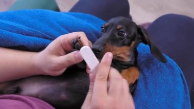 Genç adam şirin bir dachshund köpeği tutuyor, tırnaklarını dosyayla şekillendiriyor. Şirin köpek sahibinin yanına uzanıp hijyen prosedürünü uyguluyor. Tımar prosedürlerine alışkınım.