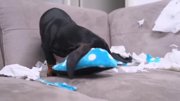 Mess dachshund cachorro fue dejado en casa solo y comenzó a hacer un desastre. Mascota arrancó muebles y mastica zapatilla de casa del propietario — Vídeo de stock