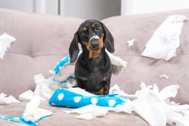 Dachshund köpeği evde yalnız bırakılmış, etrafı dağıtmaya başlamış. Evcil hayvan mobilyaları parçaladı ve ev sahibinin terliklerini çiğnedi. Yavru köpek kargaşanın ortasında oturuyor, giysilerini kemiriyor, acınacak halde görünüyor.