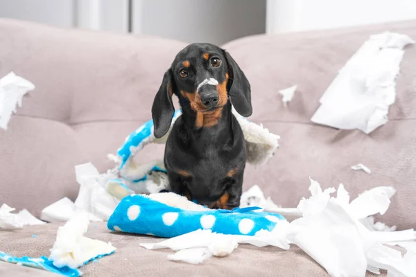 Dachshund köpeği evde yalnız bırakılmış, etrafı dağıtmaya başlamış. Evcil hayvan mobilyaları parçaladı ve ev sahibinin terliklerini çiğnedi. Yavru köpek kargaşanın ortasında oturuyor, giysilerini kemiriyor, acınacak halde görünüyor.