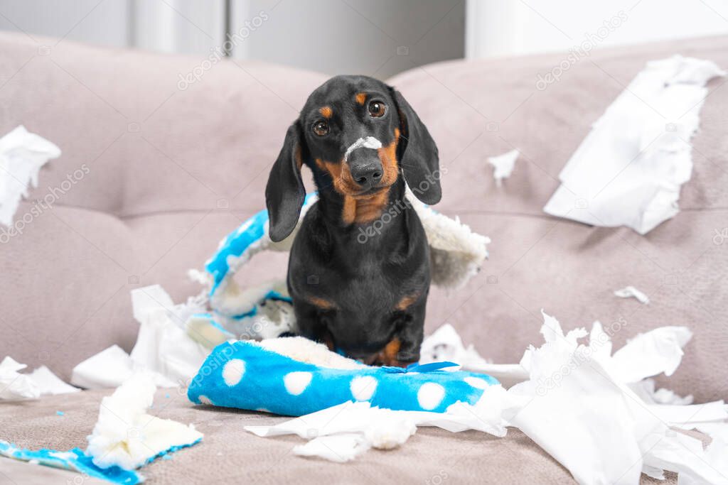 Mess dachshund puppy was left at home alone, started making a mess. Pet tore up furniture and chews home slipper of owner. Baby dog is sitting in the middle of chaos, gnawed clothes, looks piteously
