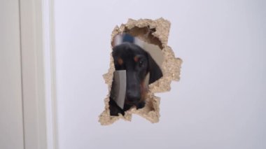 Vahşi köpek yavrusu, korku filmlerindeki gibi içeri girip kurbanını kovalamaya çalışırken kapı ya da duvarda baltayla delik açmış. Evcil bir manyakla ürkütücü bir sahne. Bir köpek yavrusu alma korkusu