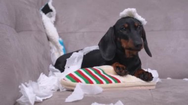 Karışık dachshund köpeği evde yalnız bırakılmış ve etrafı dağıtmaya başlamış, korkmuş bir şekilde kafasında yırtık bir kağıt parçasıyla sahibinin üzerine oturmuş, etrafa bakmış ve kaçmış..