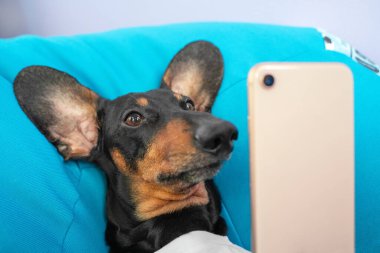 Komik köpek dachshund mavi bir yastığın üzerinde yatıyor ve sosyal ağlarda sörf yapıyor ya da selfie çekiyor. parodi bağımlılığı İnternet ve çevrimiçi iletişim
