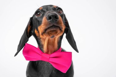 Boynunda pembe papyonlu sevimli itaatkar dachshund köpeğinin portresi beklenti içinde yukarı bakıyor, beyaz arka plan, kopyalama alanı