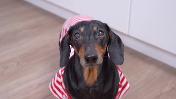 Şirin siyah ve kahverengi dachshund çizgili kırmızı ve beyaz tişört giyiyor yukarı bakıyor, havlıyor ve uzaklaşıyor. İçeride, evde aktif bir köpek.. — Stok video