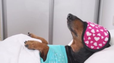 Pijamalı köpek, yorucu bir günün ardından ışıktan rahatsız edilmemek için gözleri maskeyle uyur. Yaramaz dachshund köpek yavrusu yetişkin köpeği uyandırmak istiyor ya da etrafı dağıtmak için ne kadar derin uyuduğunu kontrol etmek istiyor.