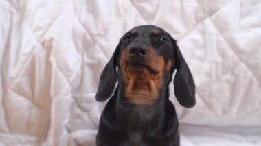 Aptal ama itaatkar şirin dachshund köpek yavrusu doğru bir şekilde komutayı yerine getirir eğitim sırasında oturur ve lezzetli bir kurutulmuş ikram alır ödül olarak, ön manzara