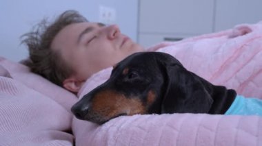 Şirin dachshund sahibini kucaklıyor, erkek pembe pijamalar içinde uyuyor, mavi benekli evcil hayvan. Siyah ve esmer köpek sabırsızlıkla ustanın uyanmasını bekliyor.