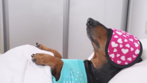 Anjing dengan piyama lelah setelah hari yang berat tidur dengan topeng di atas mata sehingga tidak terganggu oleh cahaya. Naughty dachshund puppy ingin bangun anjing dewasa atau memeriksa bagaimana soundly tidur untuk main-main — Stok Video