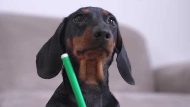 Komik köpek yavrusu keçeli kalemle bir şeyler yazıyor ve öğretmene dikkatlice bakıyor, kapat. Köpek eğitimi ve ödev notları. — Stok video