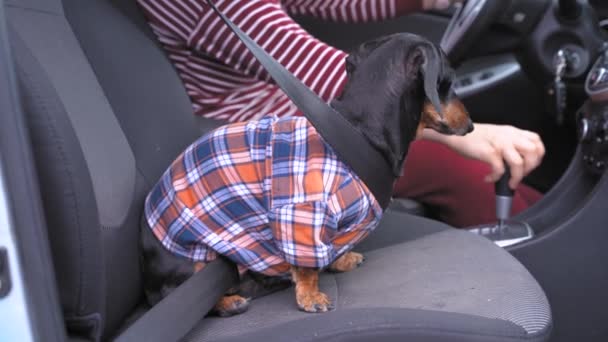 Cute little dachshund sitting in the right front car seat, fastened with belts, close to the driver. Dog wearing funny casual checkered shirt, looks around, owner pets it, making calming down — Stock Video