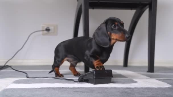 Manipulador enseña lindo cachorro dachshund para poner su pata en el acto durante el entrenamiento. Obediente perro presiona el pedal eléctrico al mando para controlar el dispositivo — Vídeo de stock