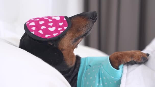 Frumos câine obosit dachshund în pijamale albastre doarme cu mască roz peste ochi, astfel încât să nu fie deranjat de lumina zilei, se trezește brusc de la alarmă. Dormi înainte de un eveniment important. Restaurare — Videoclip de stoc