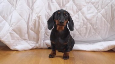 Şirin itaatkar bir dachshund köpeği kameraya bakar ve neşeyle kaçar. Evde köpekle oyunlar ve antrenmanlar.