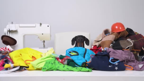 Divertido perro salchicha en camiseta azul reunió cosas de toda la casa en una gran pila en la mesa con máquina de coser eléctrica para repararlos o rehacerlos — Vídeos de Stock