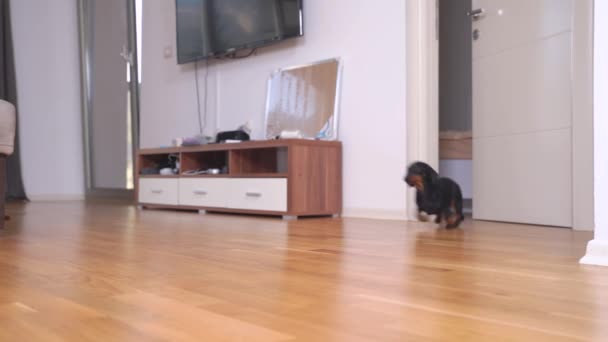 Birisi apartmanın kapısını çaldı ve komik meraklı köpek yavrusu odayı terk edip gerçek bekçi köpeği gibi misafirlerle tanıştı. — Stok video