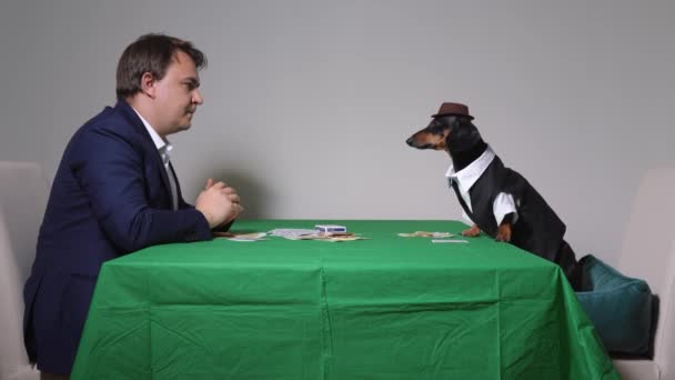 Молодой бизнесмен в костюме, который увлекается азартными играми, сидит за столом, покрытым зеленым байзе, и играет в карты с умной таксой в пиджаке и широкополой шляпе — стоковое видео