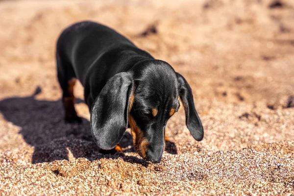 Niedliche neugierige Dackelwelpen erkundet Strand und schnüffelt Boden auf der Suche nach Nahrung oder etwas Interessantem, Frontansicht. Nase des Hundes mit Sand beschmiert — Stockfoto