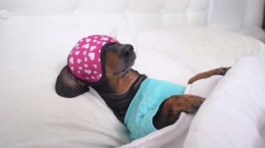Tatlı, yorgun, pijamalı bir köpek, gün ışığından rahatsız olmasın diye maskeyle uyur. Önemli olaydan önce biraz kestir. Zor bir günün ardından canlandırıcı uyku