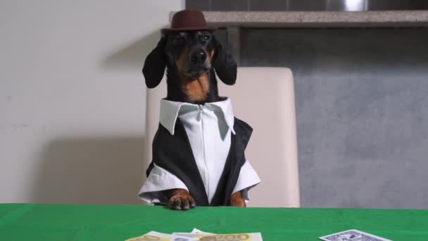 Dachshund croupier in jas en brede rand hoed zit aan tafel bedekt met groene doek, neemt cash weddenschappen en deelt kaarten voor het spel. Pandjesbaas leent geld tegen rente. — Stockvideo