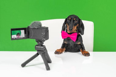 Papyonlu şirin, ünlü dachshund köpeği evcil hayvan blogu veya reklamı yayınlıyor. Köpek, profesyonel kamera ve mikrofonla aynı masada oturuyor.