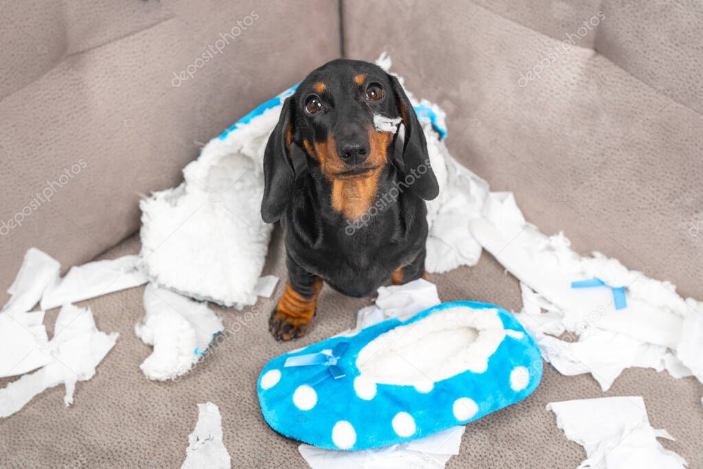 Mess dachshund puppy was left at home alone and started making a mess. Pet tore up furniture and chews home slipper of owner. Baby dog is sitting in the middle of chaos and looks up piteously.