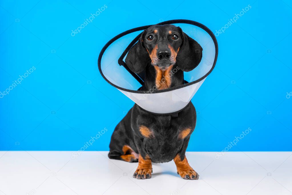 dachshund dog wearing in rehabilitation standing on a blue background at home or hospital room after treatment with surgery recovery collar around neck to prevent wound from licking