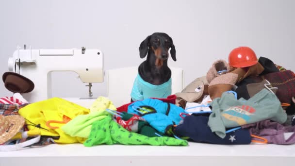 파란 티셔츠를 입은 타도 르 다크 순 (Tailor dachshund) 개가 짖어 대고 테이블에 앉아 재봉틀과 함께 낡은 옷 더미 사이에 앉아 있습니다. — 비디오