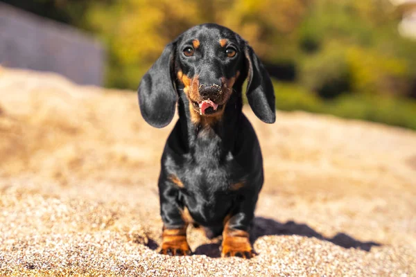 Lustige Dackelwelpen erkundeten und schnüffelten Strand auf der Suche nach etwas Müll zu essen, Nase und Zunge mit Sand beschmiert. Neugieriger Hund sitzt gehorsam und wartet und leckt Lippen — Stockfoto