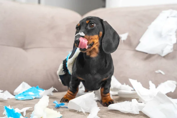 Cachorro dachshund desobediente hizo un lío, recogido zapatillas de casa del propietario en la cama y los rompió, ahora perro insolente está sentado satisfecho consigo mismo como en el vertedero y lamiendo sus labios —  Fotos de Stock