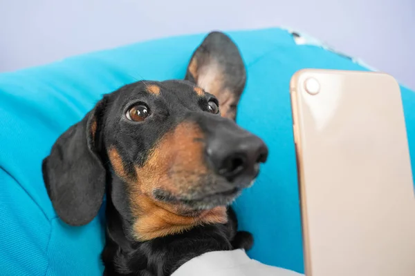 懒狗腊肠躺在蓝色的枕头上，在社交网络上冲浪，或者拍一张自拍的照片。对因特网和在线通信的依赖. — 图库照片