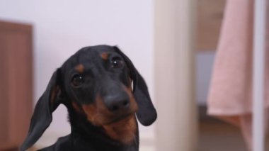 Dost canlısı dachshund köpek yavrusu hafif banyoda yakın plan