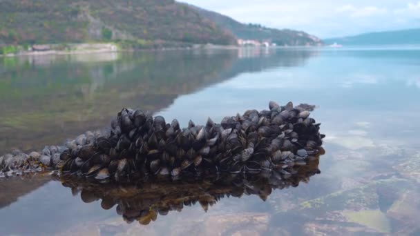 Vilda musslor växer på sten i Adriatiska havet i Montenegro. Lugn spegelyta av vatten — Stockvideo