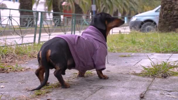 Søt dachshund hund i rosa hettegenser gikk seg vill på gata fordi skruppelløs eier ikke brukte bånd. Kjæledyr ser seg rundt etter veien hjem – stockvideo