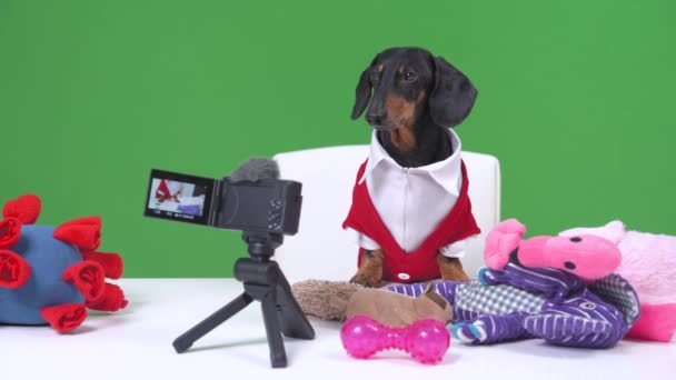 Híres blogger tacskó kutya dzseki és ing ül asztalhoz a kamera előtt, hogy felülvizsgálja a játékokat háziállatok számára a vlog, elölnézet, nézz körül, kéreg — Stock videók