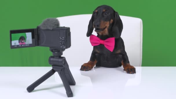 Lindo cachorro famoso dachshund con pajarita rosa corre entretenido blog de mascotas o publicidad. Perro obedientemente se sienta a la mesa con la cámara profesional y el micrófono. Lame alegremente sus labios y sonríe — Vídeos de Stock