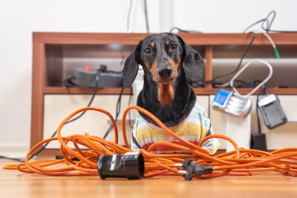 Yaramaz dachshund evde yalnız bırakıldı ve ortalığı dağıttı. Çizgili tişörtlü köpek kabloları ve elektrikli aletleri dağıttı ve parçaladı. Arka planda bulanıklık var.