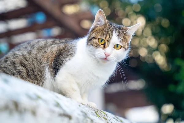 Portrait of cute cat sitting outdoors in a garden against green natural background looks scared — Stock Photo, Image