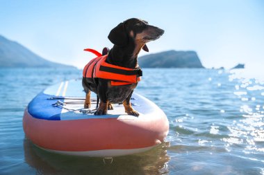 Dachshund köpek can yeleği içinde Deniz suyunda Sup güvertesinde