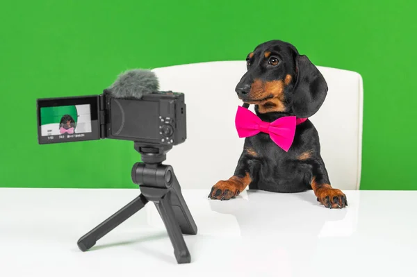 Bonito cachorro dachshund inteligente com gravata borboleta funciona divertido pet blog ou anúncio. O cão obedientemente senta-se à mesa com câmera profissional e microfone, visão frontal, chromakey — Fotografia de Stock