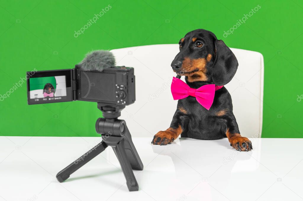 Cute smart dachshund puppy with bow tie runs entertaining pet blog or advertisement. Dog obediently sits at table with professional camera and microphone, front view, chromakey