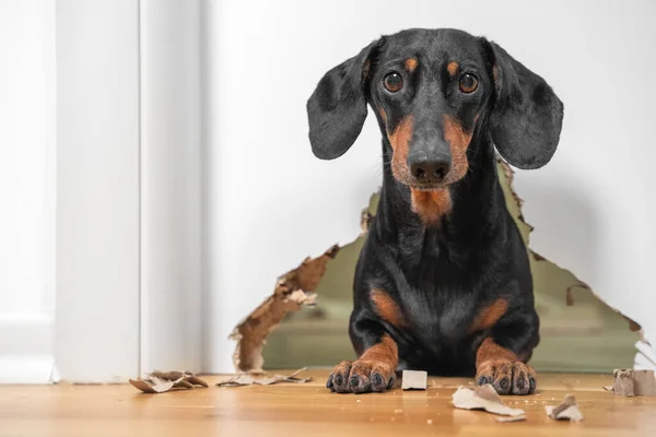 Muotokuva söpö koira mäyräkoira kohteliaasti katsoo omistaja on tehnyt sotku talossa, pureskella huonekaluja ja reikä ovessa. kouluttamaton kotieläin — kuvapankkivalokuva